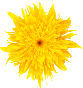 Dandelion PNG-12851